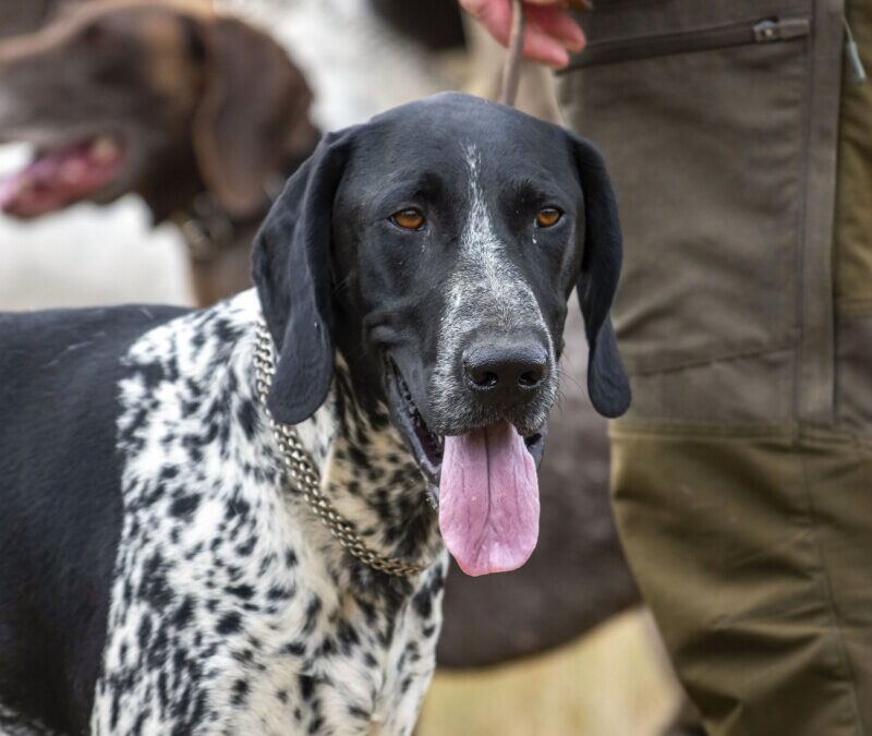 Přihlášky na nominační soutěž na MRK 2026