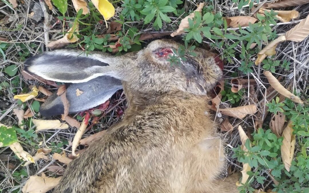 V okrese Pardubice zjištěna myxomatóza u zajíců