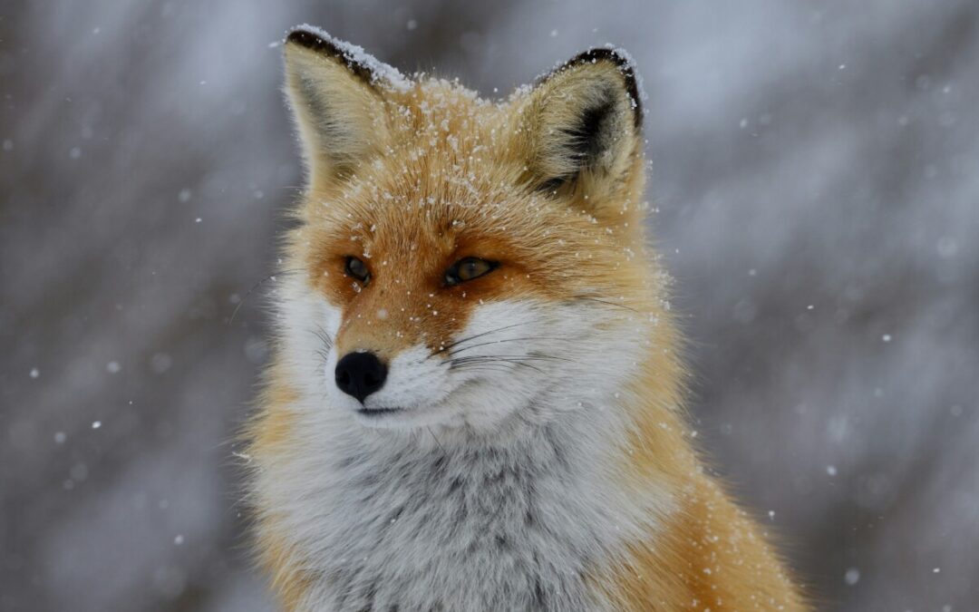 Ukončení zástřelného na lišky pro rok 2025